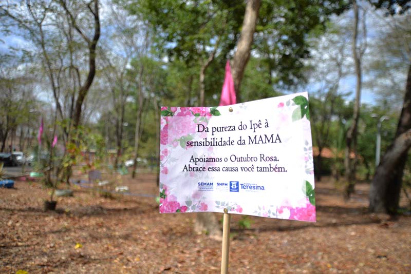 Mulheres realizam plantio de mudas de ipÃªs para representar Outubro Rosa
