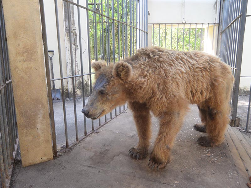 TransferÃªncia da Ursa Marsha do zoobotÃ¢nico de Teresina