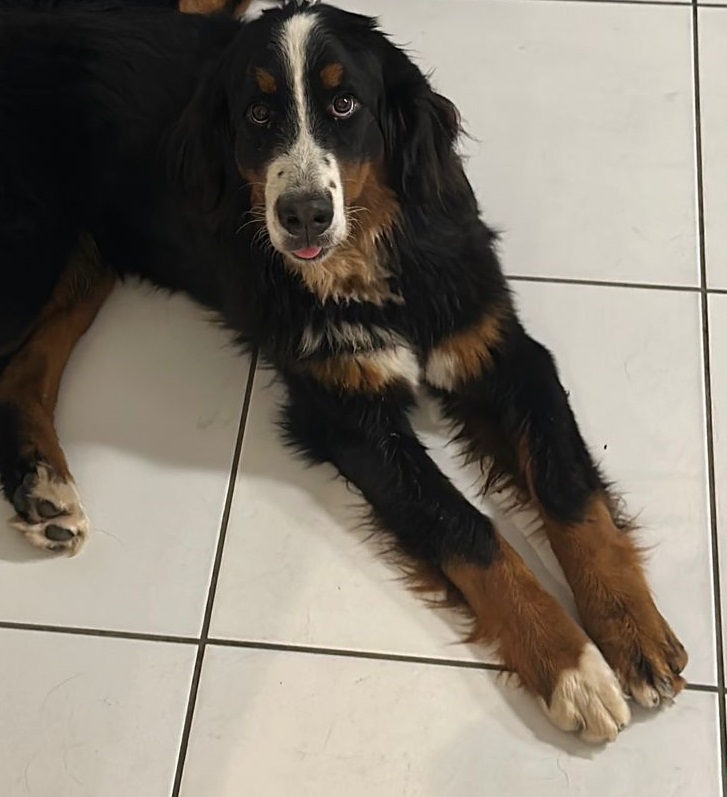 Empresária faz campanha para encontrar cadela desaparecida há uma semana em Teresina