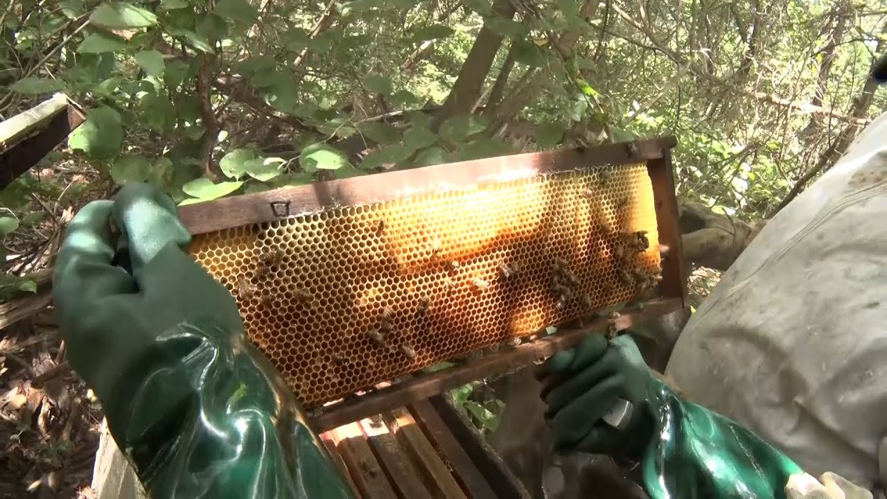 Apicultura do Piauí exporta 7 mil toneladas de mel em 2022 e Oeiras é principal polo 01 04 2023