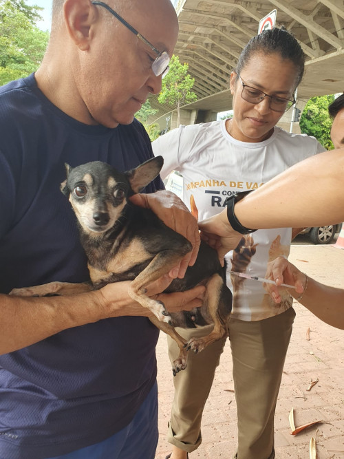 Vacinação contra raiva em Teresina - (Divulgação/FMS)