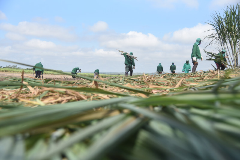 Comvap inicia moagem de 1,5 milhão de toneladas de cana e reforça geração de empregos no Piauí