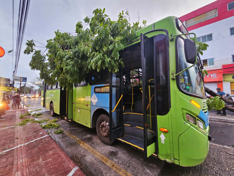 Árvore cai em ônibus durante chuva em Teresina.  - (Jailson Soares/O Dia)