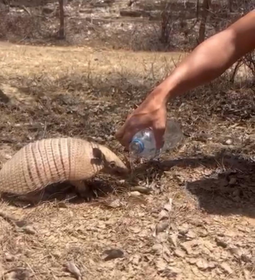 Tatu-peba é flagrado bebendo água de ambientalista na caatinga piauiense