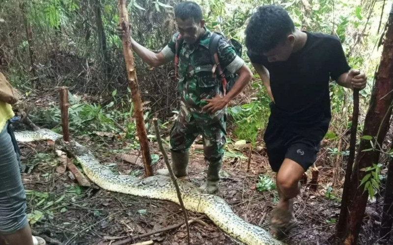Foto: Reprodução - (Cobra píton de 9 metros engole mulher na Indonésia)
