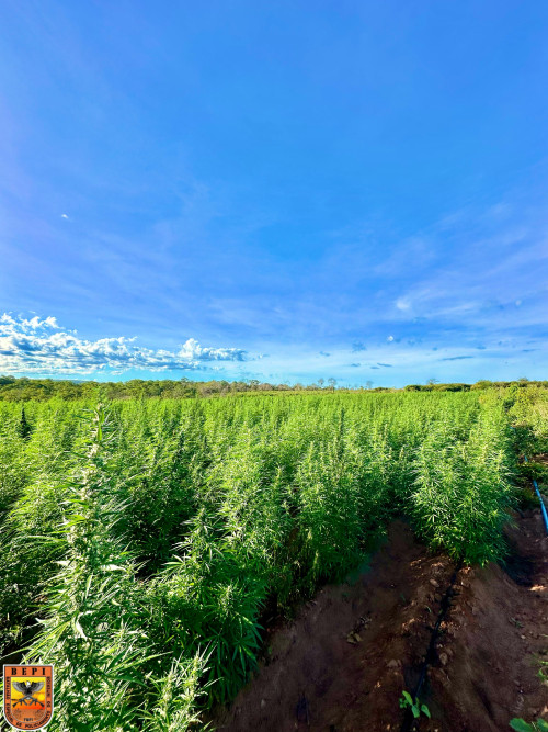 Polícia desarticula plantação com três hectares de maconha no Sul do Piauí - (Divulgação/PMPI)