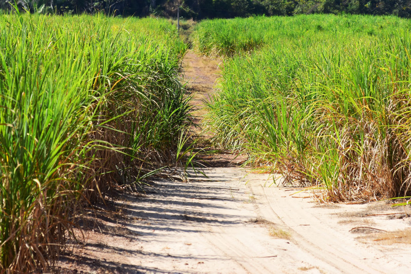 Grupo Olho D’água inicia moagem de cana com expansão da produção de açúcar no Piauí