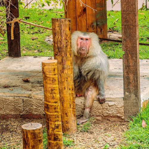 Morre o babuíno ‘Babu’, que vivia há 14 anos anos no Bioparque Zoobotânico em Teresina