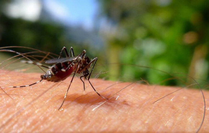 Homem de 33 anos morre com suspeita de dengue em Teresina