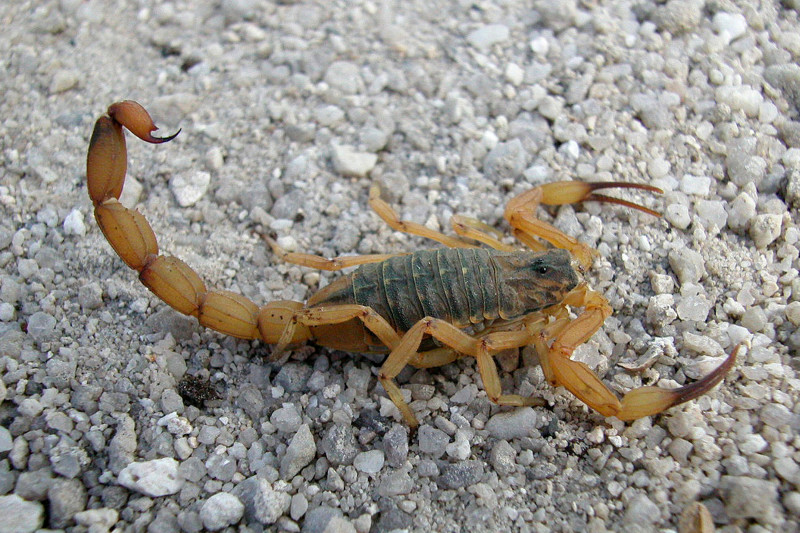 Picada de escorpião: Teresina registra 27 atendimentos de urgência em apenas 10 dias