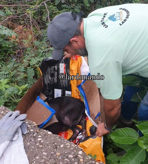 VÍDEO: Cão pitbull abandonado é deixado para morrer às margens do rio Poti