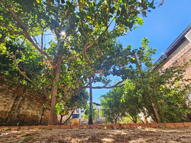  Quintal de vó: esverdeando Teresina com florestas urbanas - (Jailson Soares/O Dia)