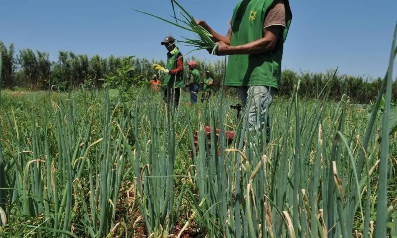 Agricultores de 30 cidades do Piauí receberão Garantia-Safra; veja quem tem direito