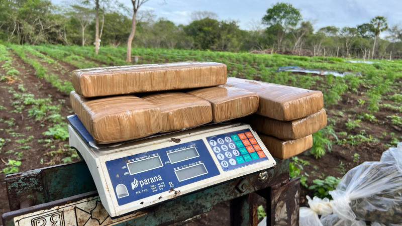 Plantação de maconha de 3 hectares é encontrada no interior do Piauí - (Divulgação/PM)