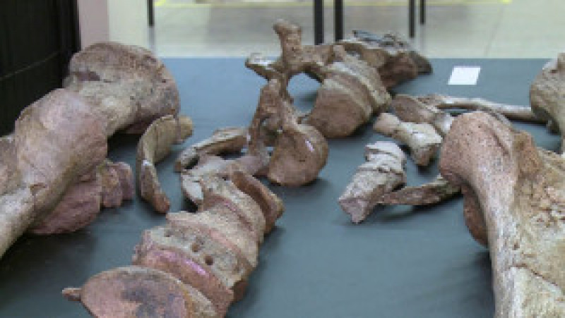 Nova rota turística de Paleontologia engloba sete municípios piauienses; conheça o projeto