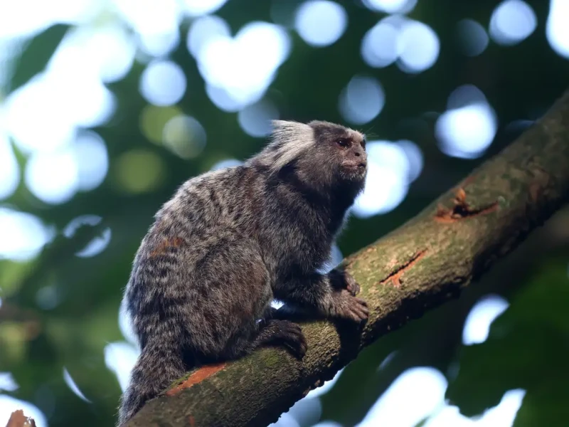 Homem foi atacado por macaco sagui na zona rural de Piripiri - (Tânia Rêgo/Agência Brasil )