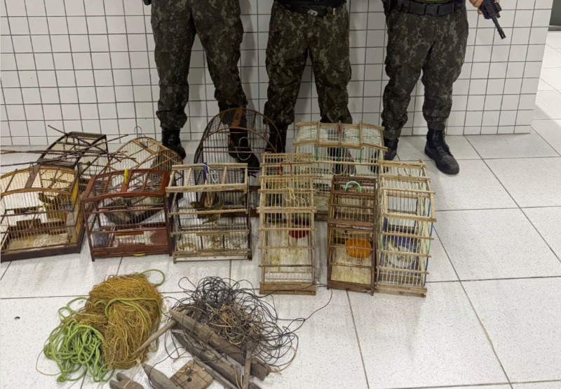 Polícia apreende 40 aves silvestres após denúncia no Norte do Piauí - (Reprodução/SSP-PI)
