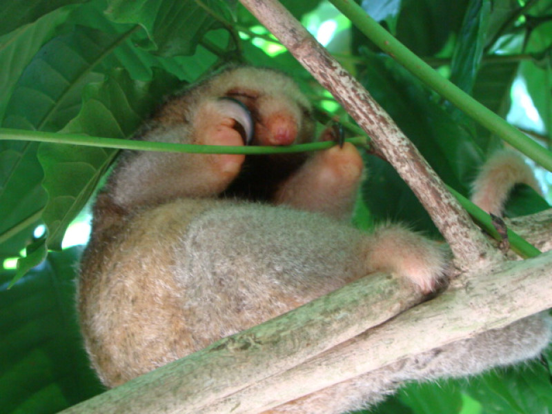 Animal do Delta do Parnaíba vira símbolo da conservação dos manguezais nordestino