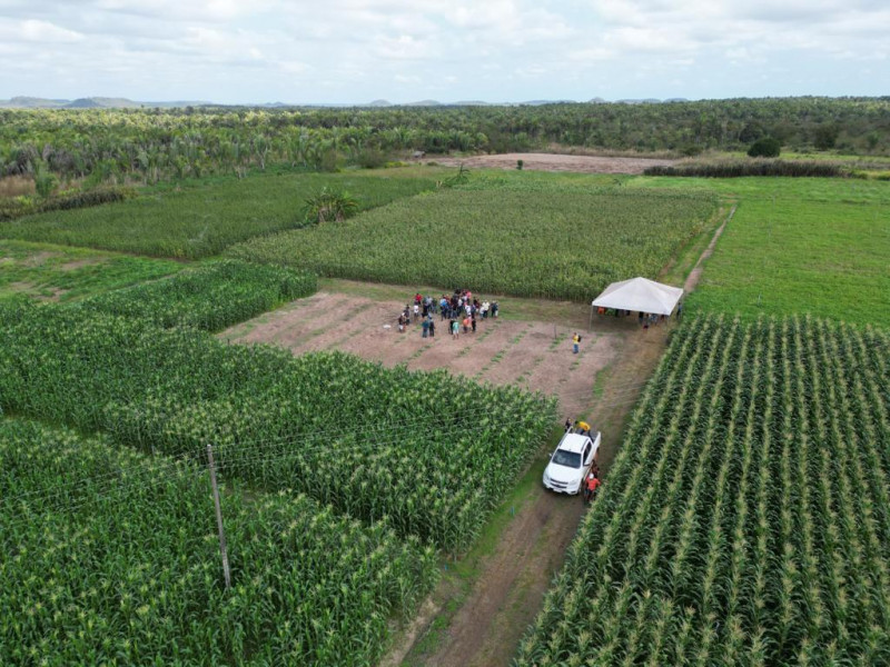 Produção de milho triplica com suporte da Prefeitura de União a agricultores