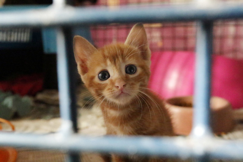 Grupos de proteção animal promovem campanha de doações no fim de ano