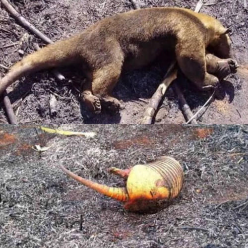 Animais são encontrados mortos devido à queimada - (Reprodução/Instagram)
