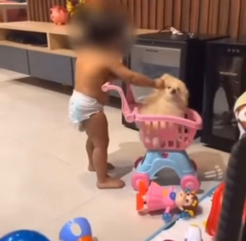 VÍDEO: Mãe incentiva filha a maltratar cachorro em Teresina; caso foi denunciado à polícia