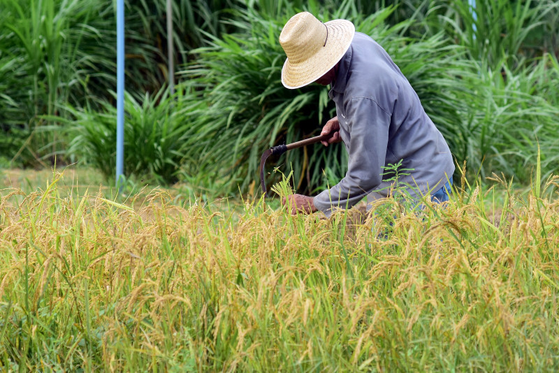  230 agricultores piauienses devem atualizar cadastro para manter benefício de energia - (Jailson Soares/ODIA)