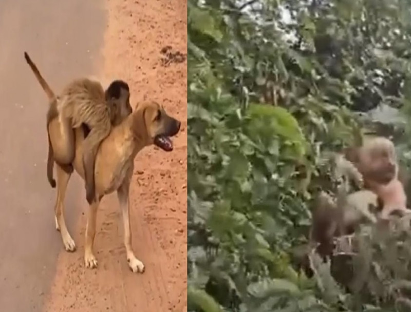 VÍDEO: Macaco viraliza após "carregar" filhote de gato e cachorro em Picos