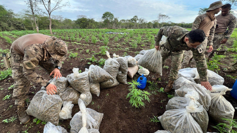 Plantação de maconha de 3 hectares é encontrada no interior do Piauí