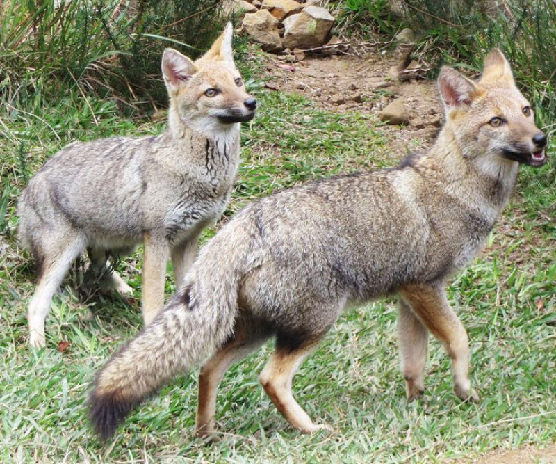 Chuvas intensificam a presença de animais silvestres em áreas urbanas de Teresina; veja orientações