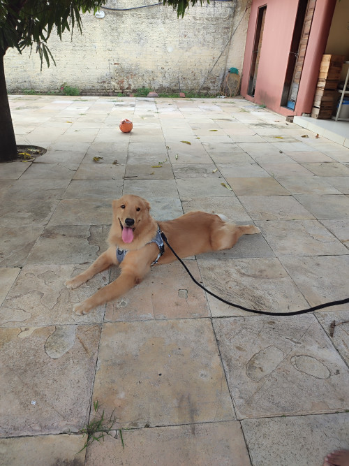 Treino de passeio em casa