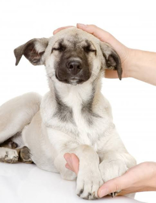 O Reiki pode ajudar você e seu pet.