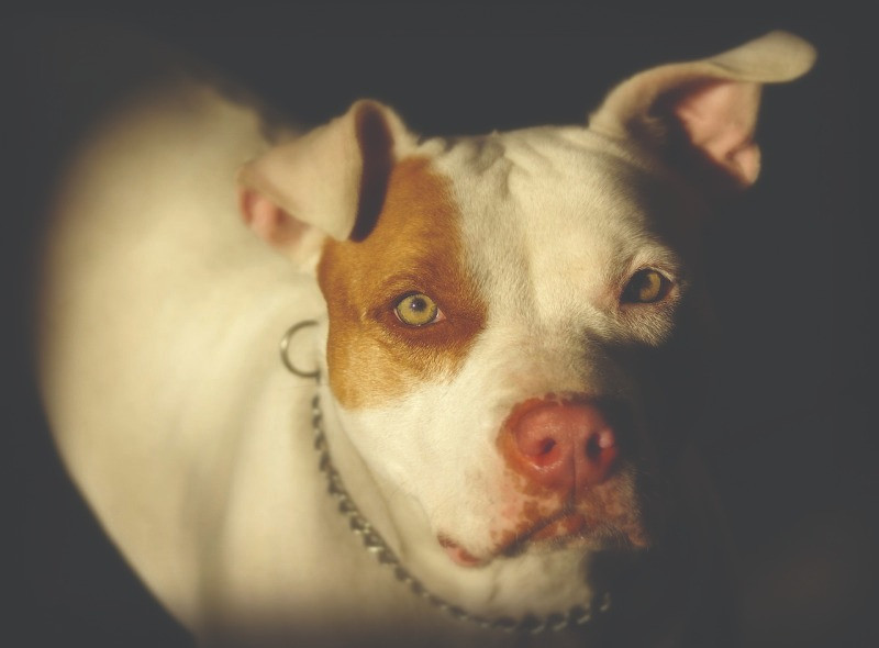 Criança atacada por pitbull na Vila Santa Bárbara - (Reprodução/Pixabay)