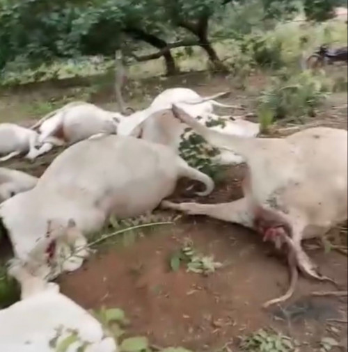 Mais de 10 cabeças de gado morrem após queda de raio em fazenda no Sul do Piauí - (Reprodução/Redes Sociais)