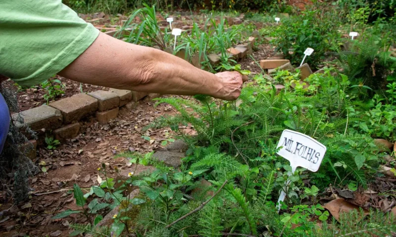 Municípios piauienses vão receber recursos federais para ações com fitoterápicos e plantas medicinais