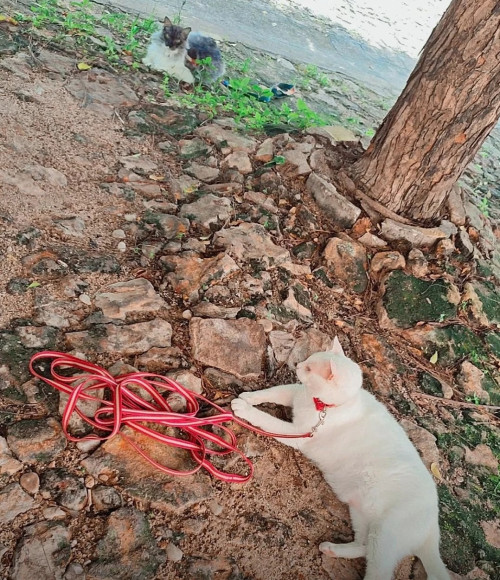 Como melhorar a vida do seu gato em casa