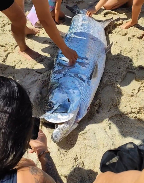 VÍDEO: Peixes gigantes são pescados em Barra Grande, no litoral do Piauí