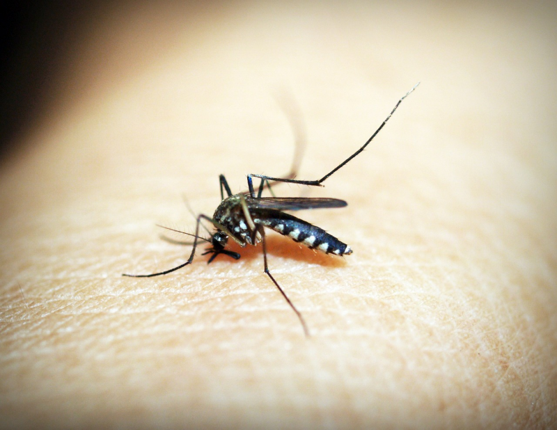 Aedes Aegypti, mosquito transmissor da DENGUE. - (Reprodução/Pixabay)