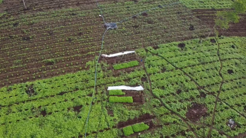 Plantação de maconha de 3 hectares é encontrada no interior do Piauí - (Divulgação/PM)