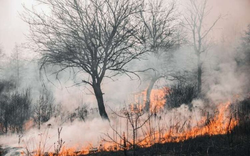 Inteligência artificial é usada para monitorar e prevenir incêndios no Piauí - (Reprodução)