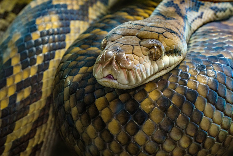 Cobra píton de 9 metros engole mulher na Indonésia