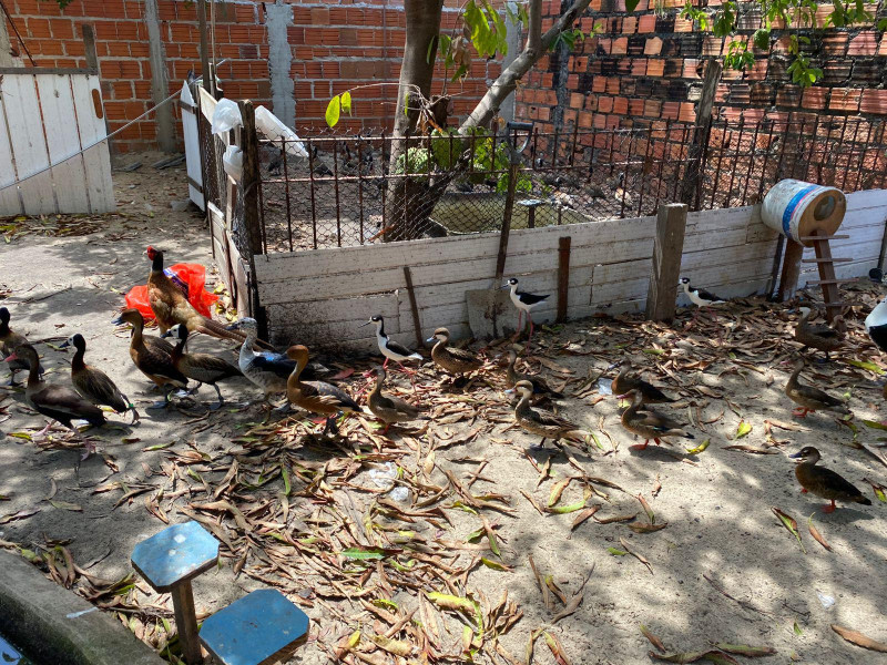 Apreensão de animais silvestres em Luís Correia. - (Divulgação / Polícia Militar - PI)