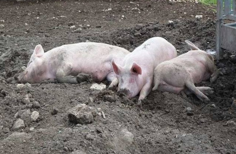Foco de peste suína é registrado no interior do Piauí; 12 animais foram sacrificados