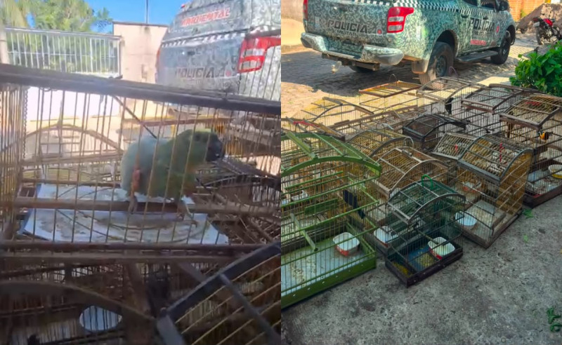 Papagaio e outras 15 aves silvestres são resgatadas em cativeiro ilegal em Teresina
