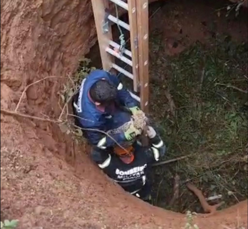 Gato-maracajá é resgatado pelo Corpo de Bombeiros após cair em buraco no Piauí