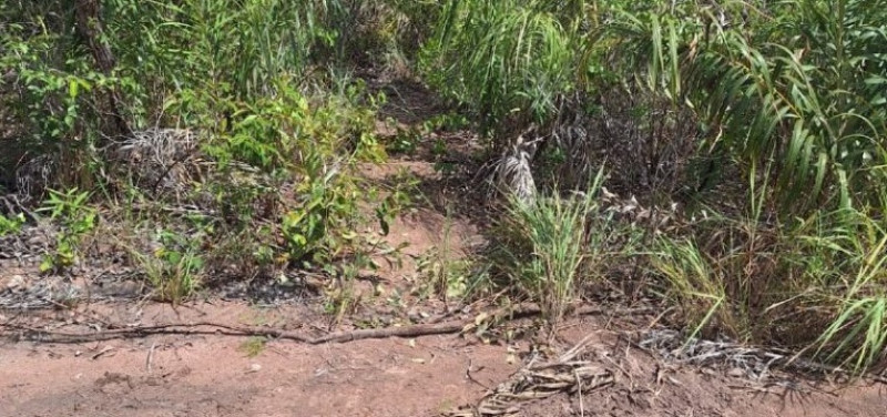 Polícia identifica corpos carbonizados encontrados em fazenda no interior do Piauí