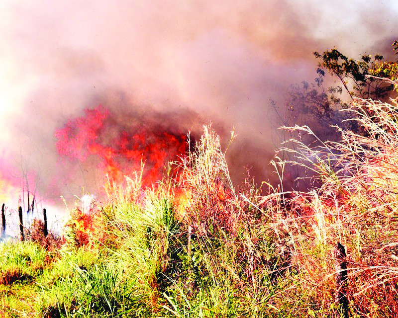Focos de queimadas no Piauí - (Jailson Soares/ODIA)