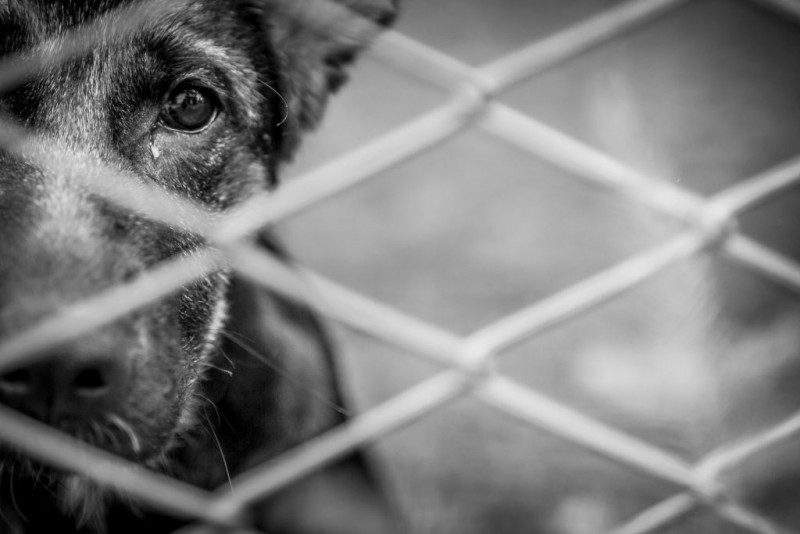 O crime de abandono de animais pode ser denunciado à Polícia Civil ou à Polícia Militar - ((Foto: Reprodução/Adobe Stock))