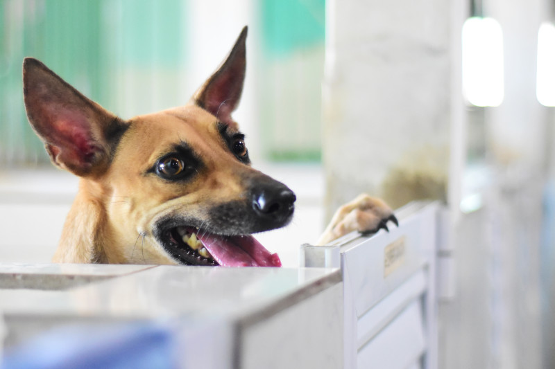 Animais refletem o comportamento que recebem de seus tutores. - (Jailson Soares/O Dia)