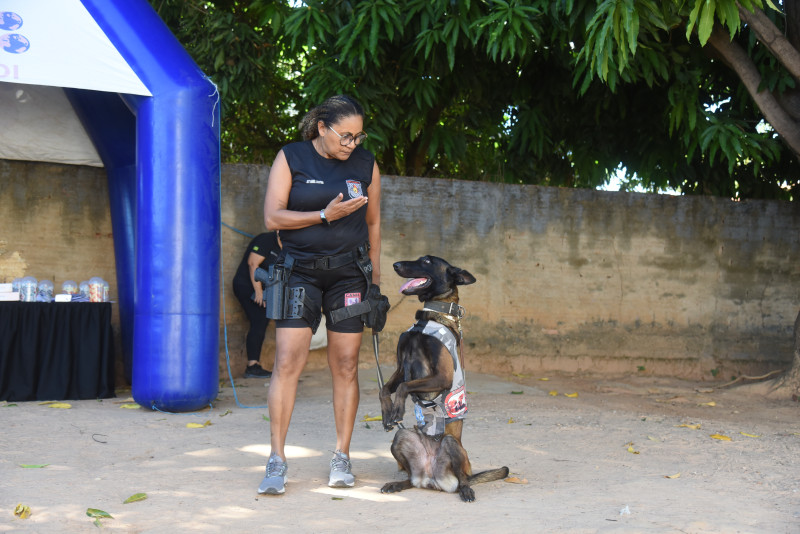 Ao aprender comandos, os cães exercitam tanto a mente quanto o corpo, promovendo a harmonia e a socialização - (Assis Fernandes/ODIA)